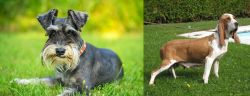 Schnauzer vs Sabueso Espanol - Breed Comparison