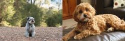 Schnoodle vs Cavapoo - Breed Comparison