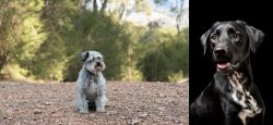 Schnoodle vs Dalmador - Breed Comparison