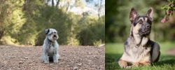 Schnoodle vs East European Shepherd - Breed Comparison