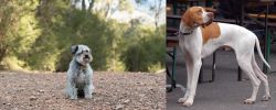 Schnoodle vs English Pointer - Breed Comparison