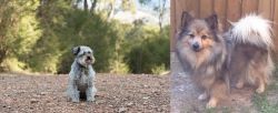 Schnoodle vs German Spitz (Mittel) - Breed Comparison
