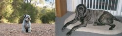 Schnoodle vs Giant Maso Mastiff - Breed Comparison