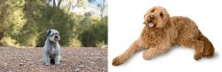 Schnoodle vs Golden Doodle - Breed Comparison