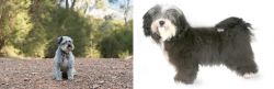 Schnoodle vs Havanese - Breed Comparison