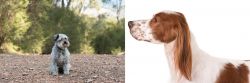 Schnoodle vs Irish Red and White Setter - Breed Comparison