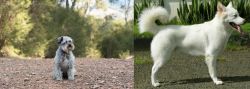 Schnoodle vs Kintamani - Breed Comparison