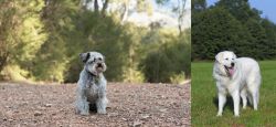 Schnoodle vs Kuvasz - Breed Comparison