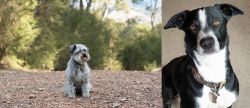 Schnoodle vs McNab - Breed Comparison
