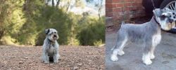 Schnoodle vs Miniature Schnauzer - Breed Comparison
