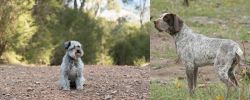 Schnoodle vs Perdiguero de Burgos - Breed Comparison
