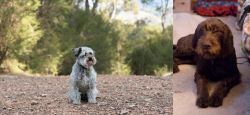 Schnoodle vs Pudelpointer - Breed Comparison