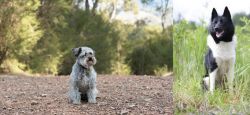 Schnoodle vs Russo-European Laika - Breed Comparison