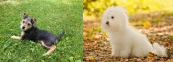 Schnorkie vs Bichon Bolognese - Breed Comparison