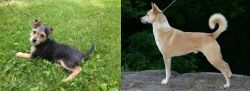 Schnorkie vs Canaan Dog - Breed Comparison