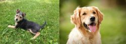 Schnorkie vs Golden Retriever - Breed Comparison