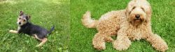 Schnorkie vs Labradoodle - Breed Comparison