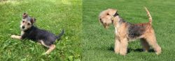Schnorkie vs Lakeland Terrier - Breed Comparison