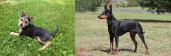 Schnorkie vs Manchester Terrier - Breed Comparison