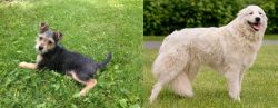 Schnorkie vs Maremma Sheepdog - Breed Comparison