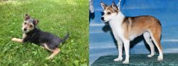 Schnorkie vs Norwegian Lundehund - Breed Comparison