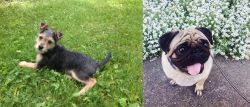 Schnorkie vs Pug - Breed Comparison