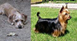 Schweenie vs Australian Silky Terrier - Breed Comparison