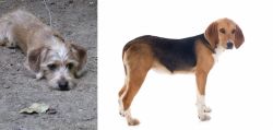 Schweenie vs Beagle-Harrier - Breed Comparison