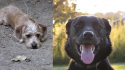 Schweenie vs Borador - Breed Comparison