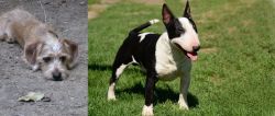 Schweenie vs Bull Terrier Miniature - Breed Comparison