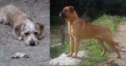 Schweenie vs Bullmastiff - Breed Comparison