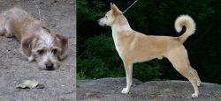 Schweenie vs Canaan Dog - Breed Comparison