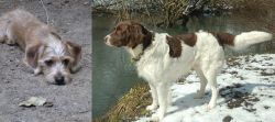 Schweenie vs Drentse Patrijshond - Breed Comparison