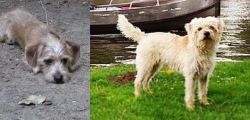 Schweenie vs Dutch Smoushond - Breed Comparison