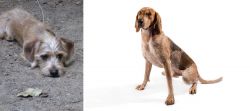 Schweenie vs English Coonhound - Breed Comparison