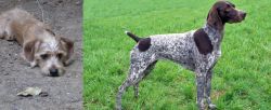 Schweenie vs German Shorthaired Pointer - Breed Comparison