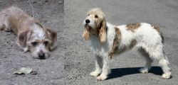 Schweenie vs Grand Basset Griffon Vendeen - Breed Comparison