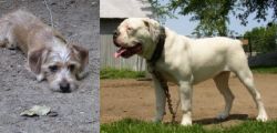 Schweenie vs Hermes Bulldogge - Breed Comparison