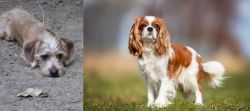 Schweenie vs King Charles Spaniel - Breed Comparison