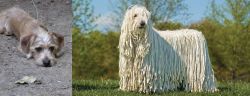 Schweenie vs Komondor - Breed Comparison