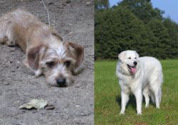 Schweenie vs Kuvasz - Breed Comparison