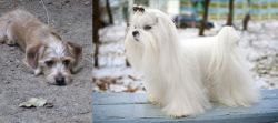 Schweenie vs Maltese - Breed Comparison