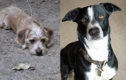 Schweenie vs McNab - Breed Comparison