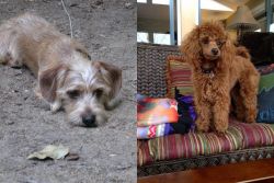 Schweenie vs Miniature Poodle - Breed Comparison