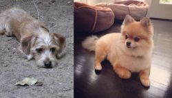 Schweenie vs Pomeranian - Breed Comparison