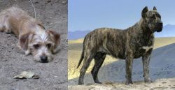 Schweenie vs Presa Canario - Breed Comparison