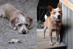 Schweenie vs Red Heeler - Breed Comparison