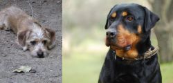 Schweenie vs Rottweiler - Breed Comparison