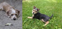 Schweenie vs Schnorkie - Breed Comparison