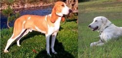 Schweizer Laufhund vs Akbash Dog - Breed Comparison